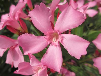 Nerium oleander